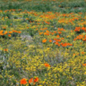 Meet your Posher, Mads